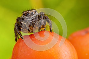 Jumping spider on the ashberry