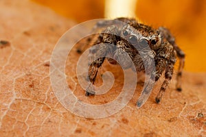 Jumping spider and autumn