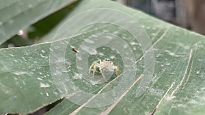 Jumping Spider on a Banana leaf