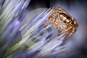 Jumping spider on the barbed flower