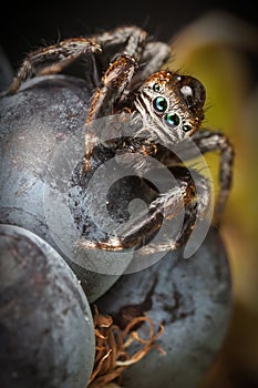 Jumping spider on the big blackberry