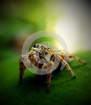 jumping spider and blurbackground photo