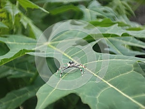 Jumping spider on the chaya leaf