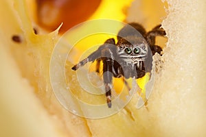 Jumping spider on a chopped yellow apple