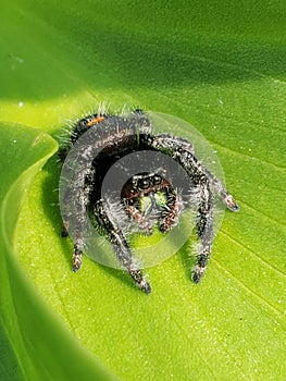 Jumping spider close up