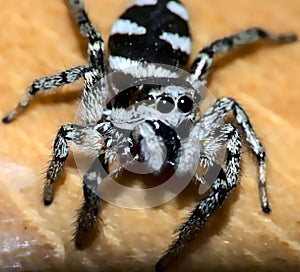 A jumping spider in close-up.