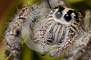 Jumping Spider (Close-Up)