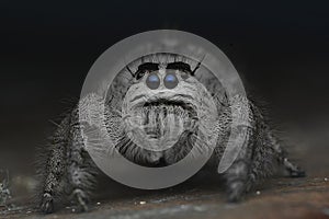 Jumping Spider close up and face cute