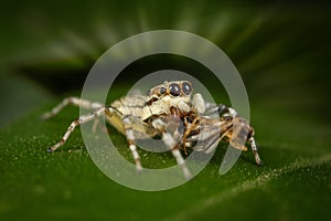 Jumping spider