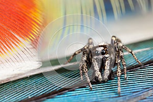 Jumping spider and feathers photo