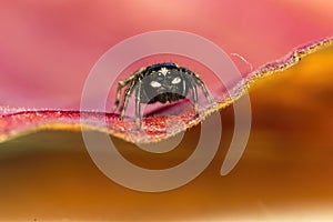 Jumping spider colourful background