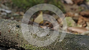 Jumping spider competing with ants for food.