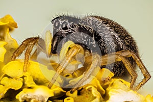 Jumping Spider, Copper Sun-jumper, Copper Sun Jumper, Spider, Heliophanus cupreus, Salticidae