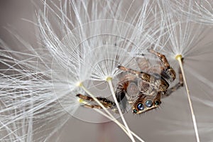 Jumping spider and dandelion fluff