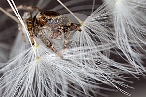 Jumping spider and dandelion fluff