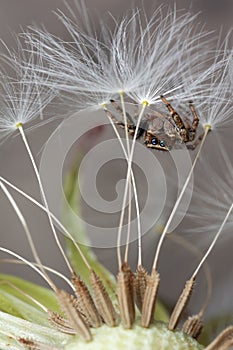 Jumping spider and dandelion fluff