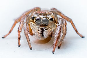 Jumping Spider