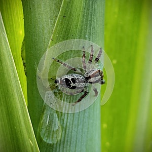 JUMPING SPIDER DISPLAY