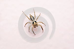 Jumping spider dorsal view from top, Plexippus paykulli, Satara, Maharashtra