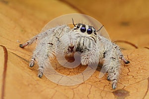 jumping spider on dry leaf in garden