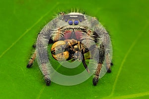 Jumping spider eating the fly