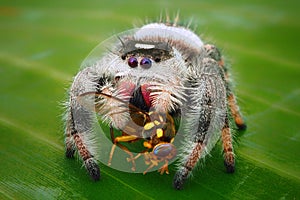 Jumping spider eating the fly