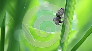 Jumping spider eating his victim at morning in summer