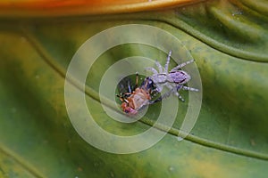 A jumping spider is eating a yellow fly.