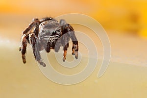 Jumping spider on the edge of yellow apple