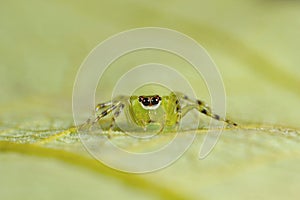 Jumping spider. Epeus cf indicus. Kolhapur, Maharashtra
