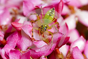 Jumping spider. Epeus cf indicus. Kolhapur, Maharashtra