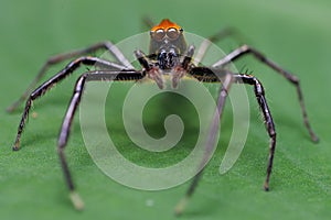 Jumping spider Epeus glorius looking at camera