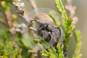 Jumping spider, Evarcha falcata on heather