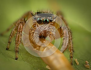 Jumping spider