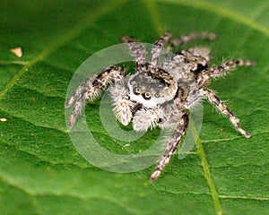 Jumping spider extreme closeup on green leaf