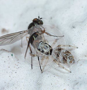 Jumping spider, family Salticidae.