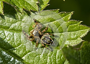 The jumping spider family (Salticidae)