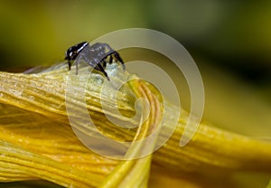 The jumping spider family (Salticidae)