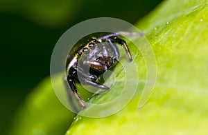 The jumping spider family (Salticidae)