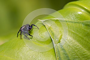 The jumping spider family (Salticidae)