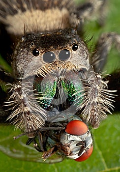 Jumping Spider with fangs in fly