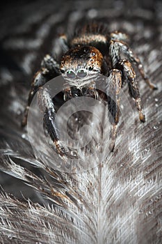 Jumping spider on the feathers black and white