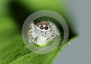 Jumping spider feeding on an egg