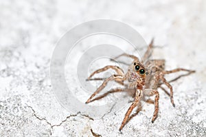 Jumping spider Female Plexippus petersi