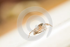 Jumping spider Female Plexippus petersi looking for prey