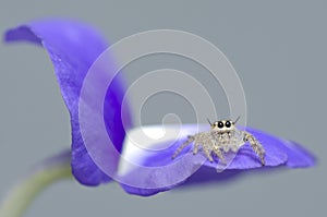 Jumping spider on flower
