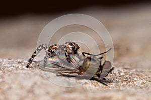 Jumping spider