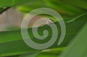 Jumping spider in the garden