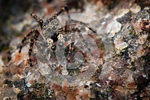 Jumping spider on a gravel - colored mosaic stone