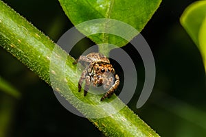 Jumping spider on green leaf